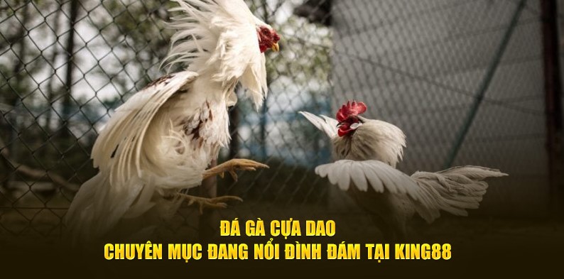 Luật chơi đá gà cựa dạo chi tiết