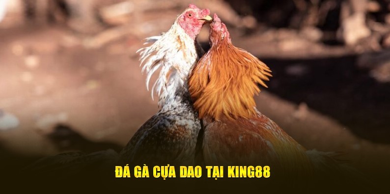 Mẹo chơi đá gà cựa dạo hiệu quả